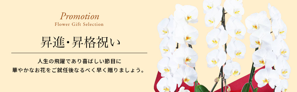 ご昇進 ご栄転 法人 のお花 花や花束の宅配 フラワーギフト通販なら花キューピット 贈り物 プレゼントで花を贈ろう ビジネス花キューピット 公式サイト