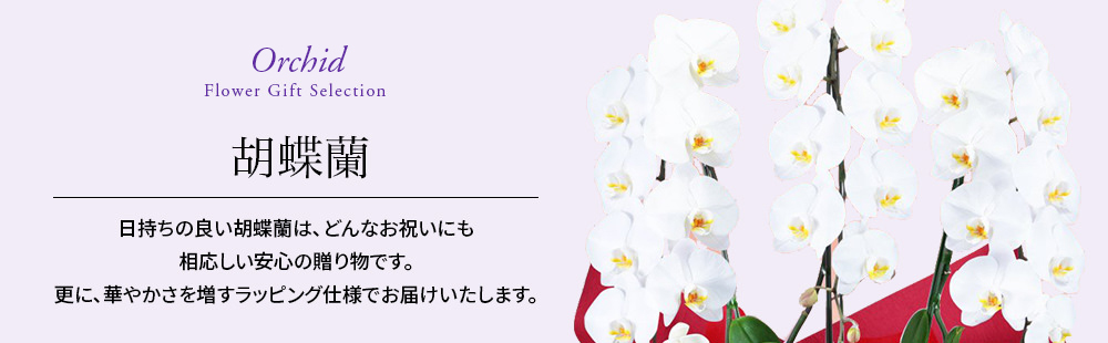 花鉢（胡蝶蘭・洋蘭）　北海道