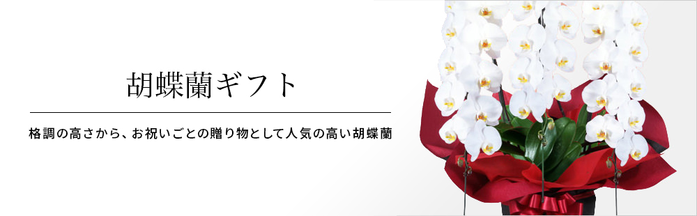 □【送料無料】【レスキュー・デリバリーサービス】【午前11までご注文