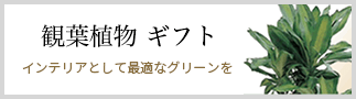 観葉植物おまかせ