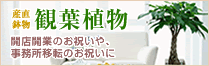 【産直鉢物ギフト】優良生産者の逸品を花キューピットから心をこめてお届けします