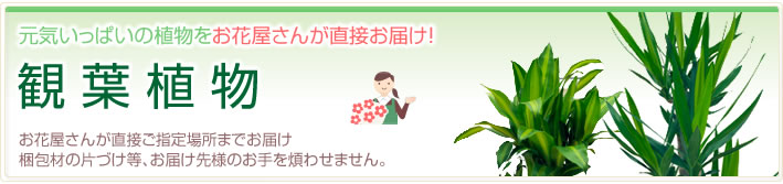 お花屋さんがお届け!観葉植物(法人)