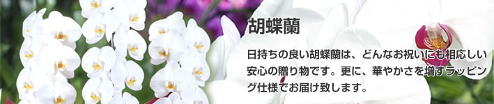 花鉢(胡蝶蘭・洋蘭)(法人)