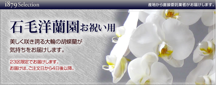 石毛洋蘭園大輪胡蝶蘭・お祝い(法人)