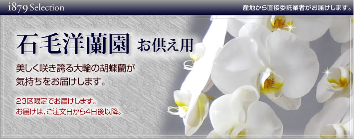 石毛洋蘭園大輪胡蝶蘭・お供え(法人)