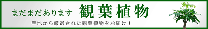 まだまだあります、観葉植物 産地から厳選された観葉植物をお届け！