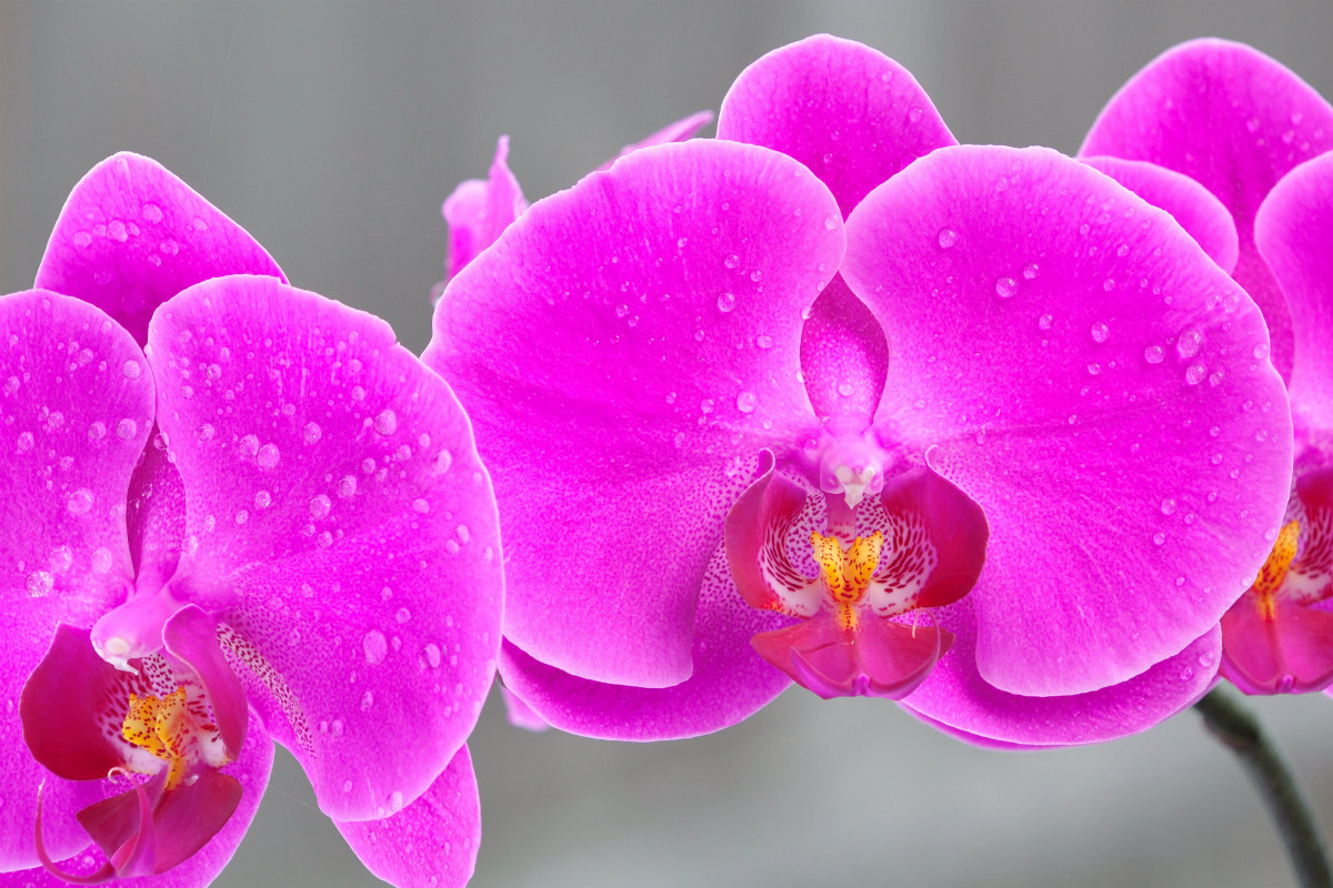 胡蝶蘭の飾り方　～お花＊あれこれ事典～