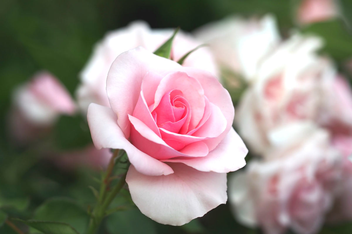 花 薔薇 言葉 の バラ (薔薇・Rose)