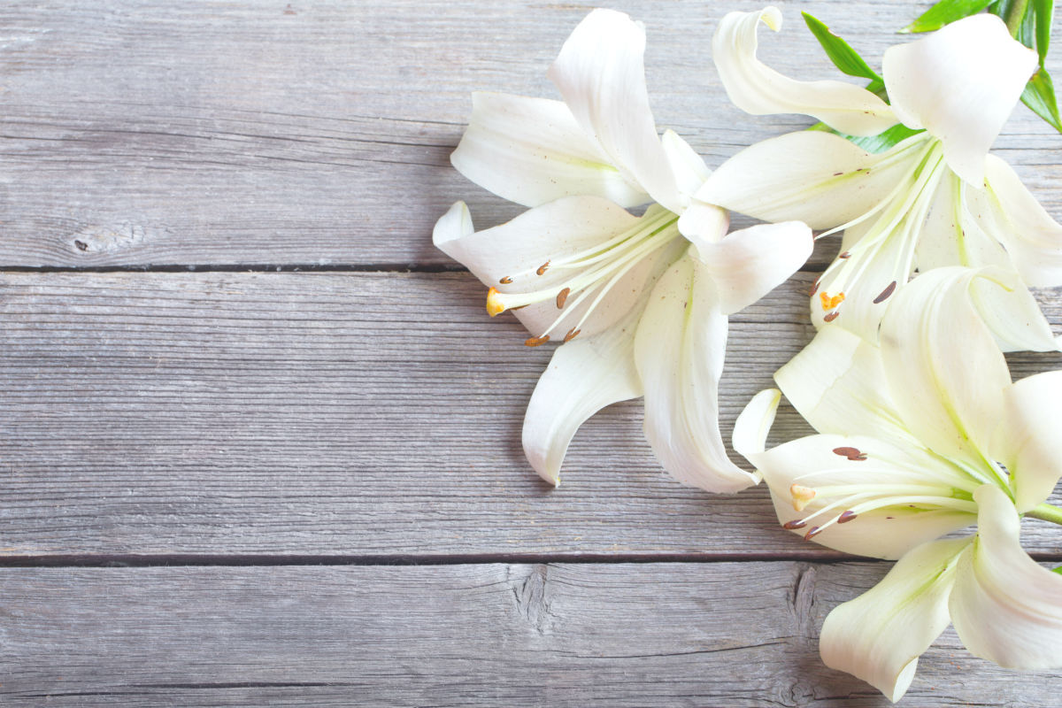6月の誕生花 ユリ その花言葉や特徴は 花だより