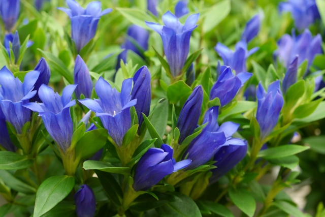 敬老の日と縁深い秋の花 りんどう 花だより