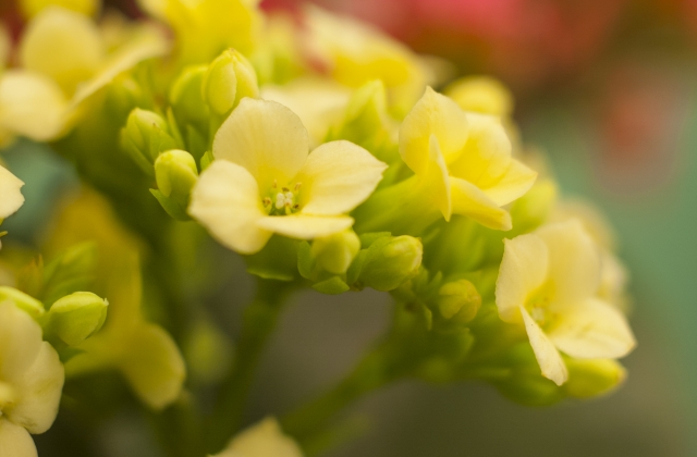 花キューピット公式 花を贈るフラワーギフトのご注文 通販は花キューピット