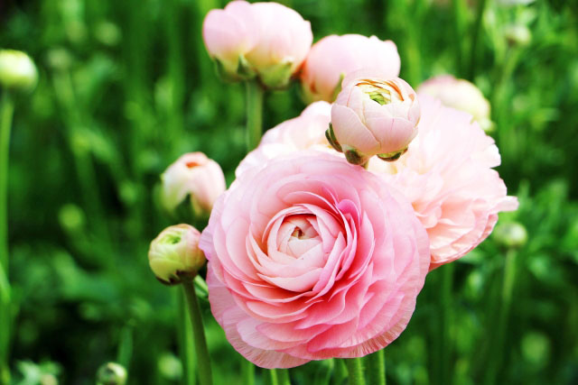 美しい花姿に魅了される ラナンキュラス 花だより
