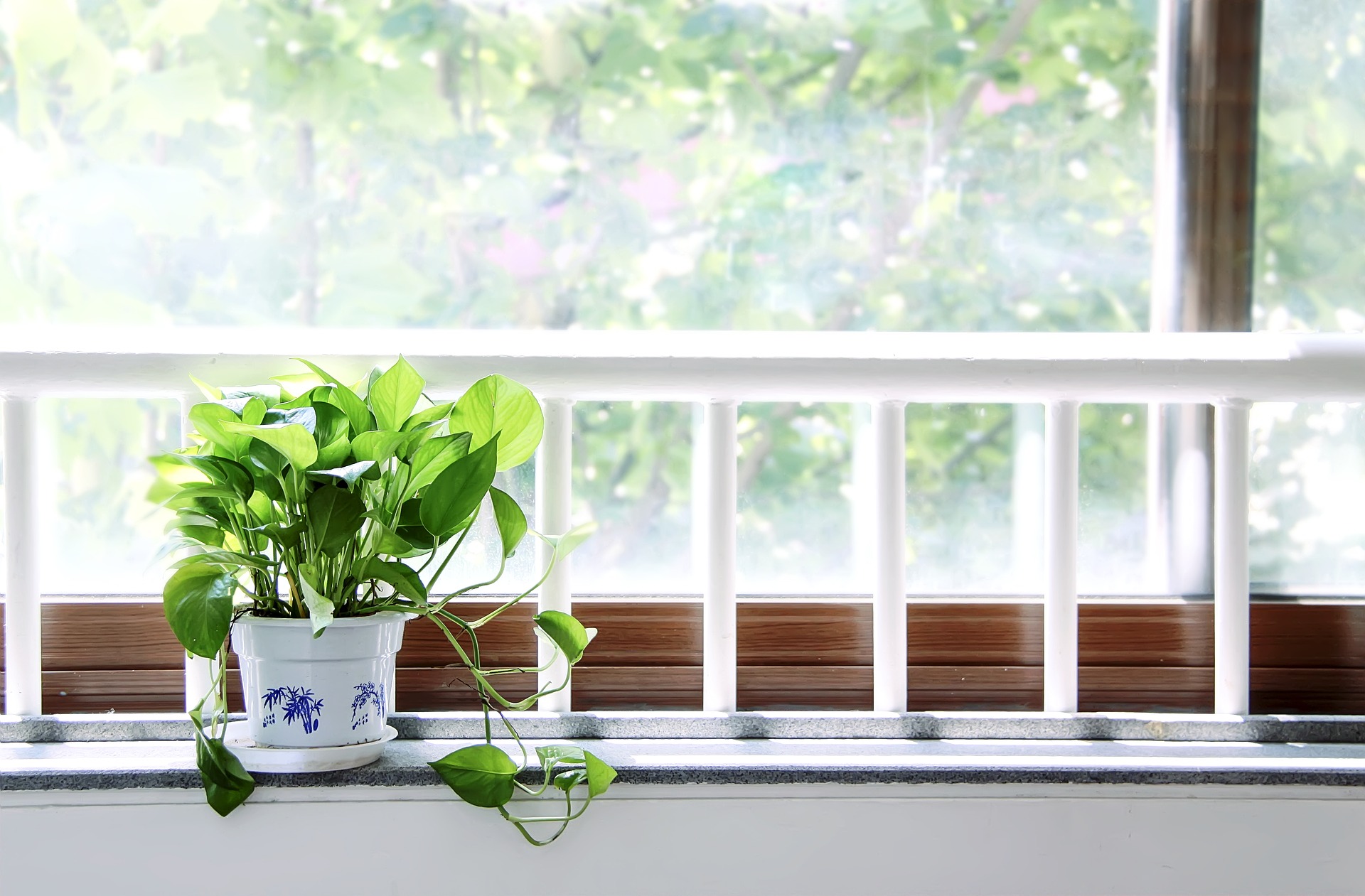 近頃話題の観葉植物を育ててみませんか？