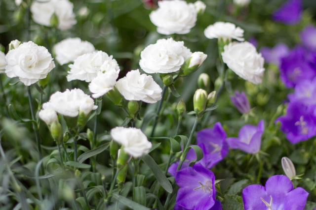 お盆の供花として使われることの多い花のご紹介 花だより