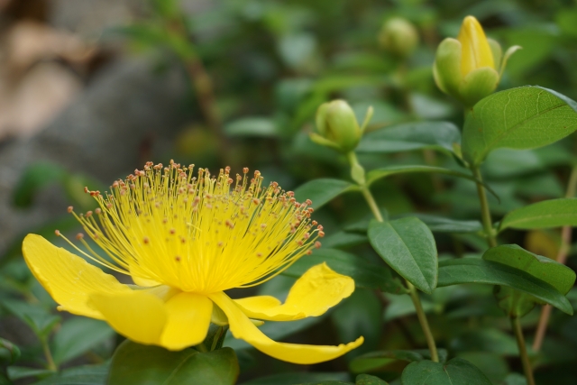 アレンジメントに彩りを添えるヒペリカムのご紹介 花だより