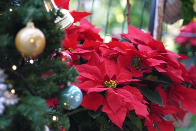 赤と緑が美しいクリスマスの定番　～ポインセチアのご紹介～