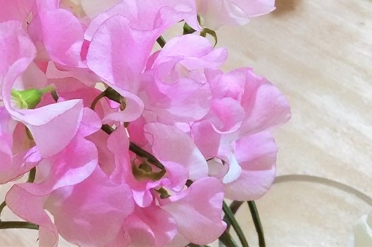 1月の誕生花のご紹介 可愛らしい花が魅力のスイートピー 花だより 1月の誕生花のご紹介 可愛らしい花が魅力のスイートピー 花だより