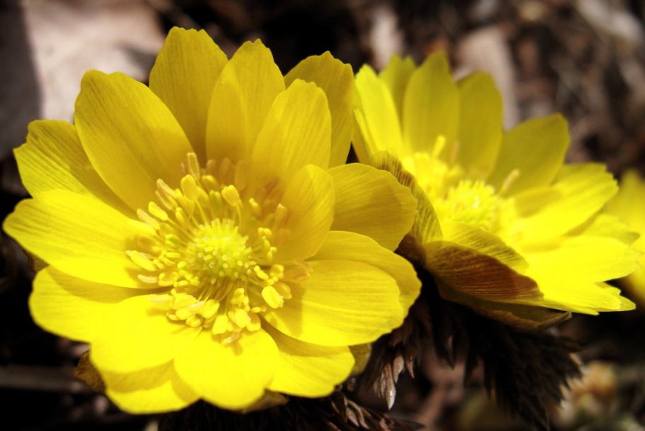幸せを招く黄色い花 福寿草のご紹介 花だより