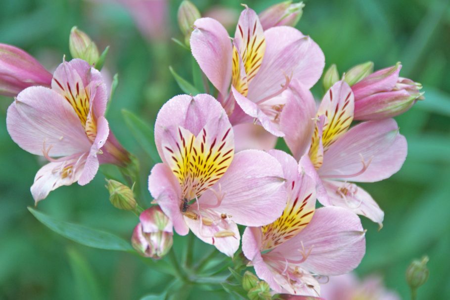 4月の誕生花をご紹介 エキゾチックな花アルストロメリア 花だより