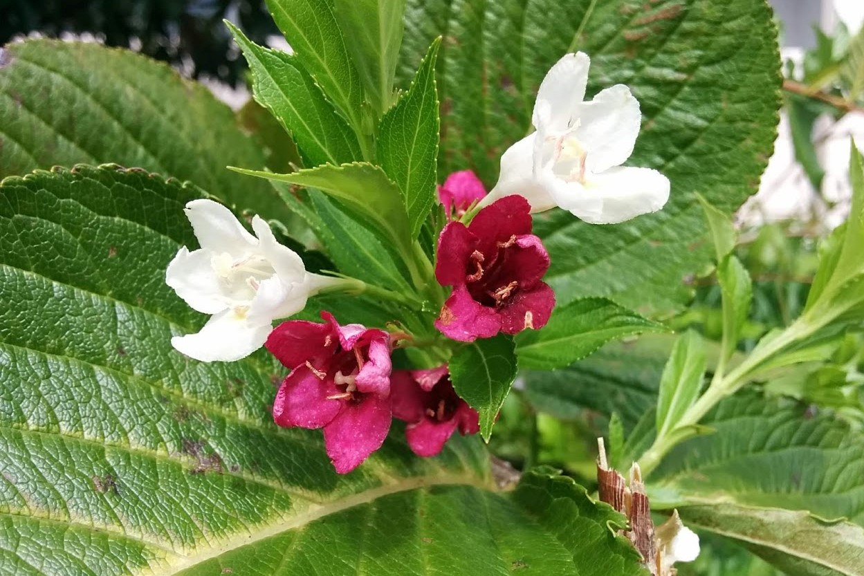 花の色が多彩なのはなぜ 花と昆虫の関係 花だより