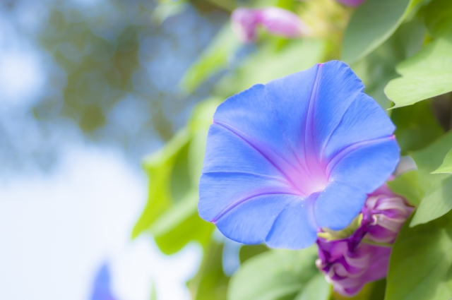 知っているようであまり知らない アサガオについて 花だより