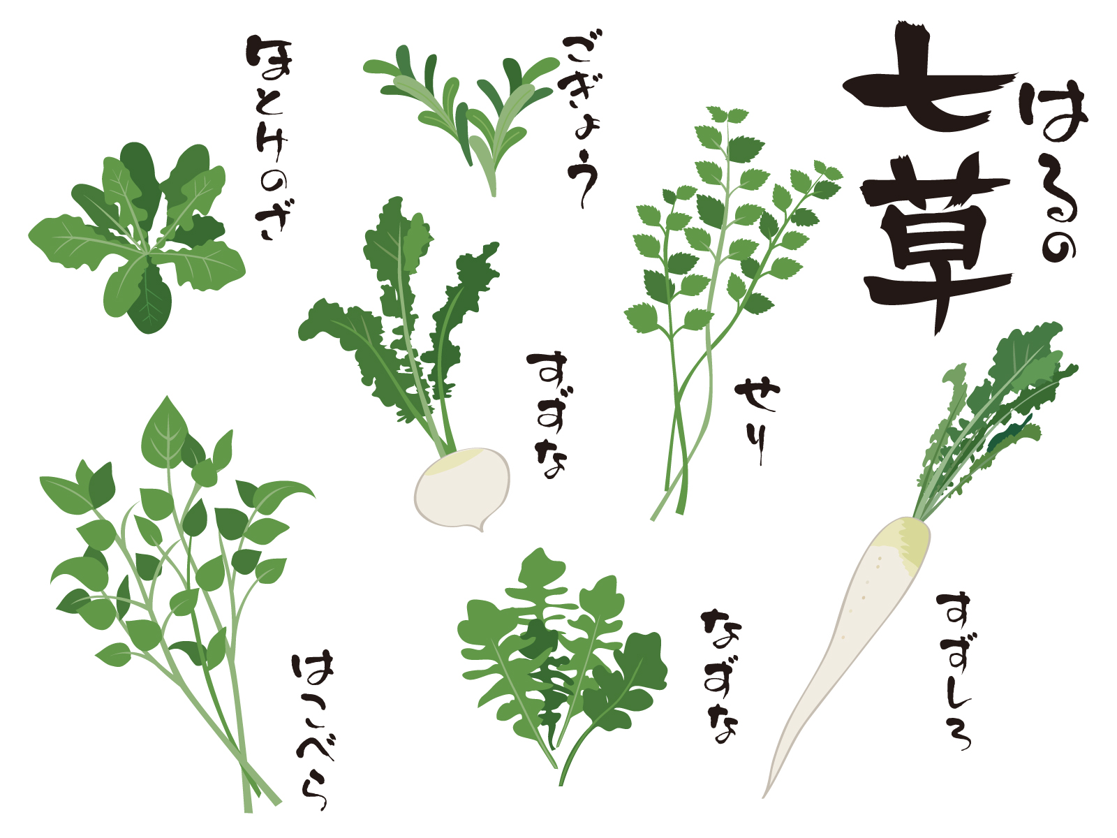 七草粥について 意外と知らない春の七草 花だより 七草粥について 意外と知らない春の七草 花だより