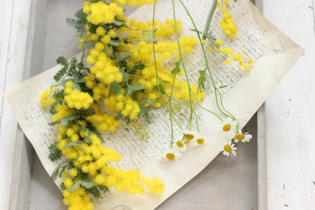 国際女性デー 黄色でかわいいミモザ 花だより