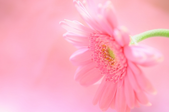 3月の誕生花 人気のピンクガーベラ 花だより