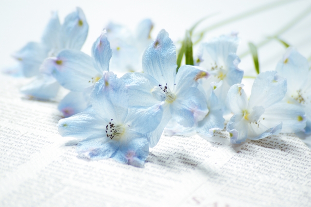 大人気 青い色の花の種類とは 花言葉も掲載 花だより