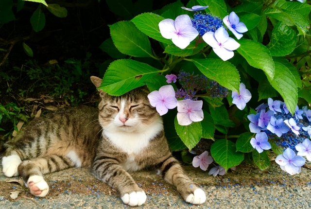 鉢植えあじさいの育て方～お手入れ方法～ - 花だより