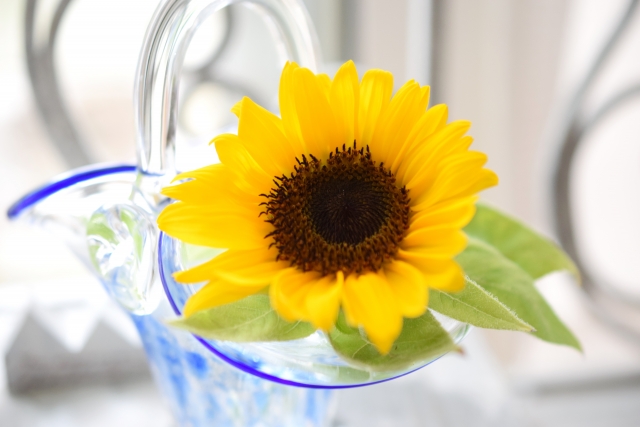 7月の誕生花 夏らしいひまわり 花だより 7月の誕生花 夏らしいひまわり 花だより