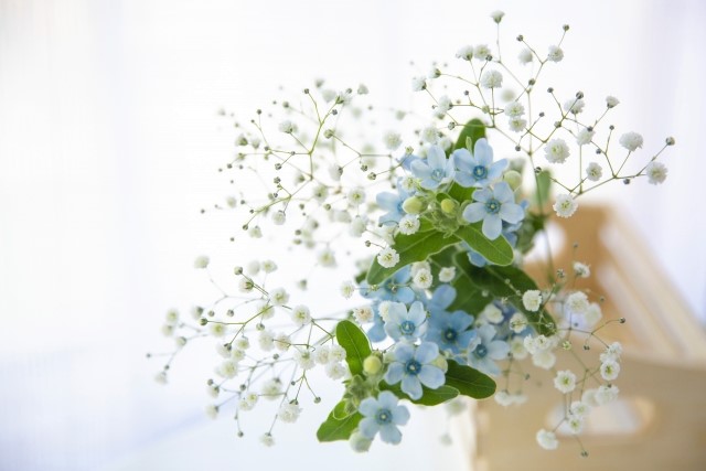 七夕におすすめのお花 星に見えるお花 花だより