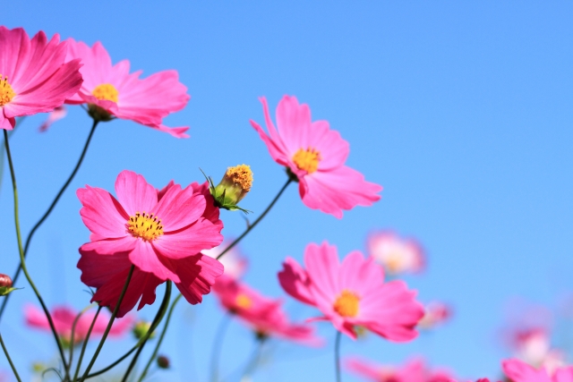 9月14日はコスモスの日 植物の記念日 花だより