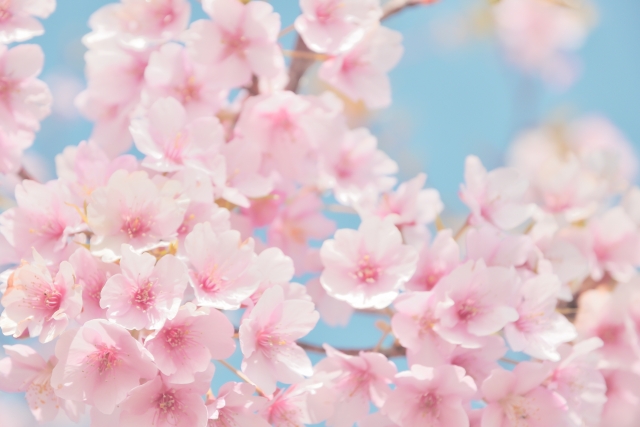 卒業式のお祝いにおすすめ 色別 春のお花一覧 花だより