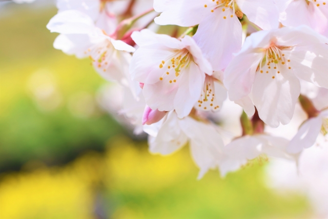 お家でお花見 旭山桜の育て方 花だより