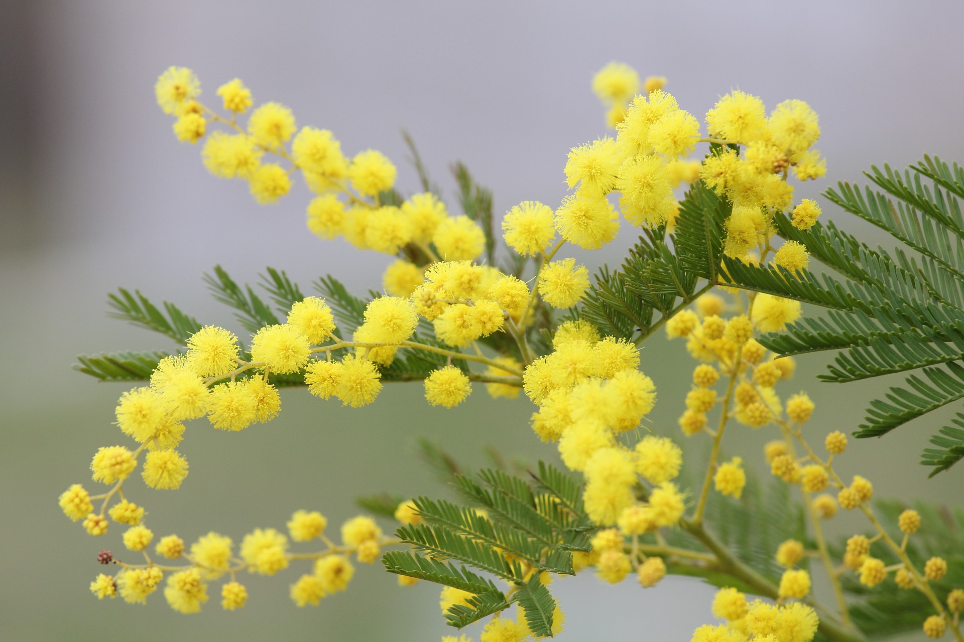 ミモザってどんな花 3月8日はミモザの日 花だより