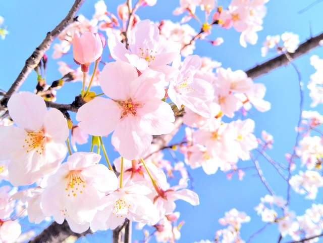 桜の花言葉 歴史 3月27日はさくらの日 花だより