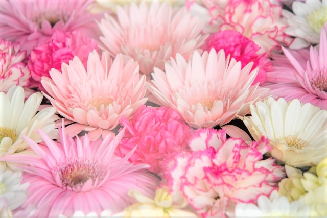 3月の誕生花 春にぴったりなピンクのガーベラ 花だより 3月の誕生花 春にぴったりなピンクのガーベラ 花だより