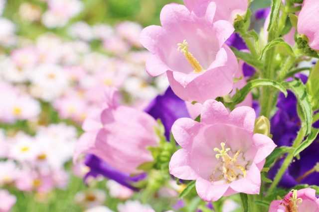 母の日 珍しいギフト お母さんをびっくりさせよう 花だより