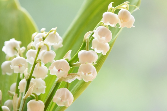 5月1日はすずらんの日 植物の記念日 花だより