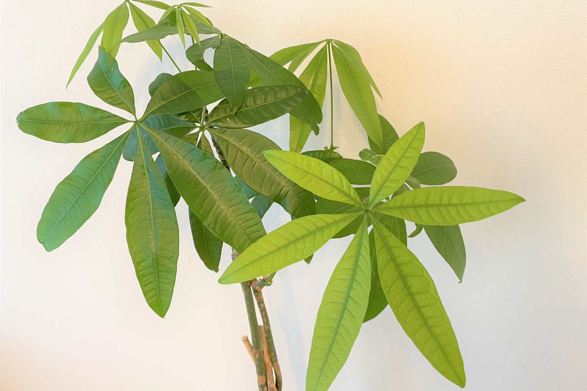 観葉植物おしゃれな種類 コーヒーの木 パキラ 花だより