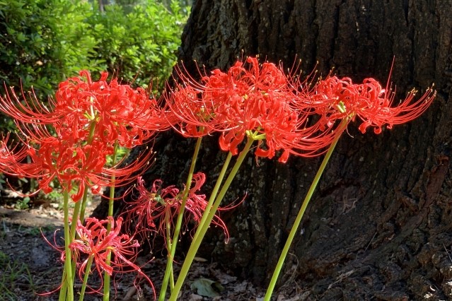21年の秋のお彼岸 お供えの花の種類 日程 花だより