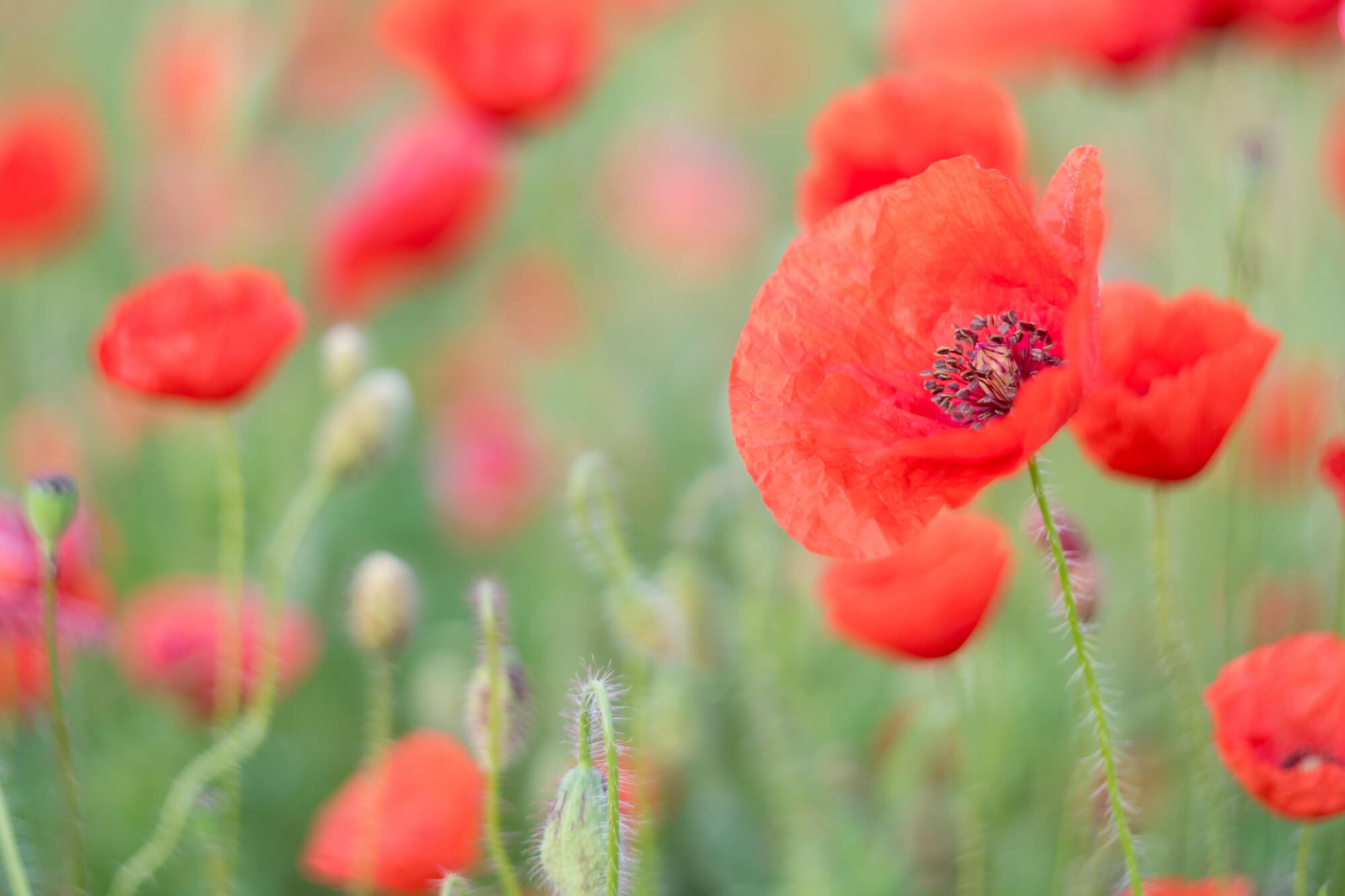 神が定めた運命の花。誕生花に込められた意味と由来