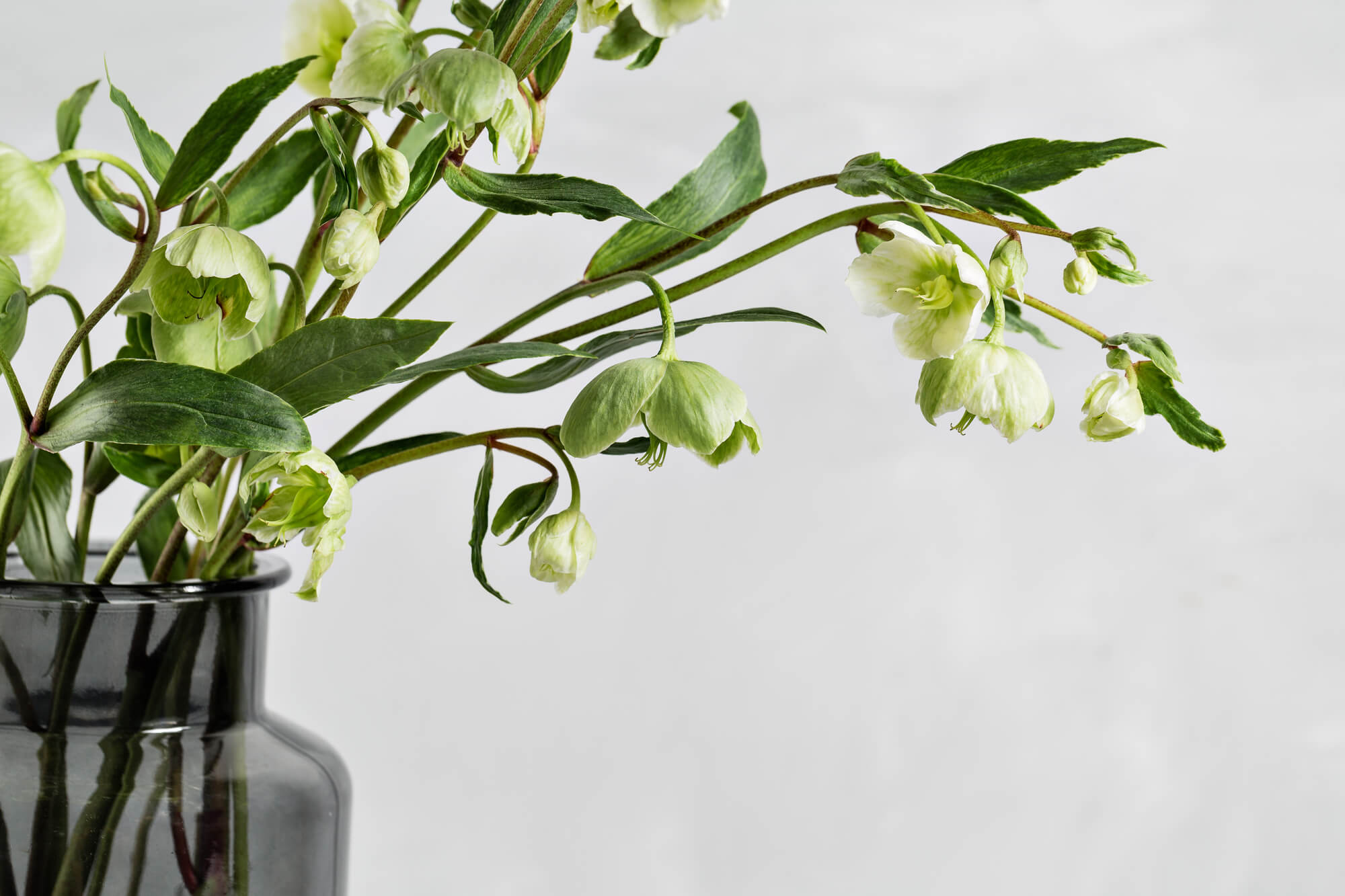 あなたの誕生花はどんな花?各月の誕生花一覧