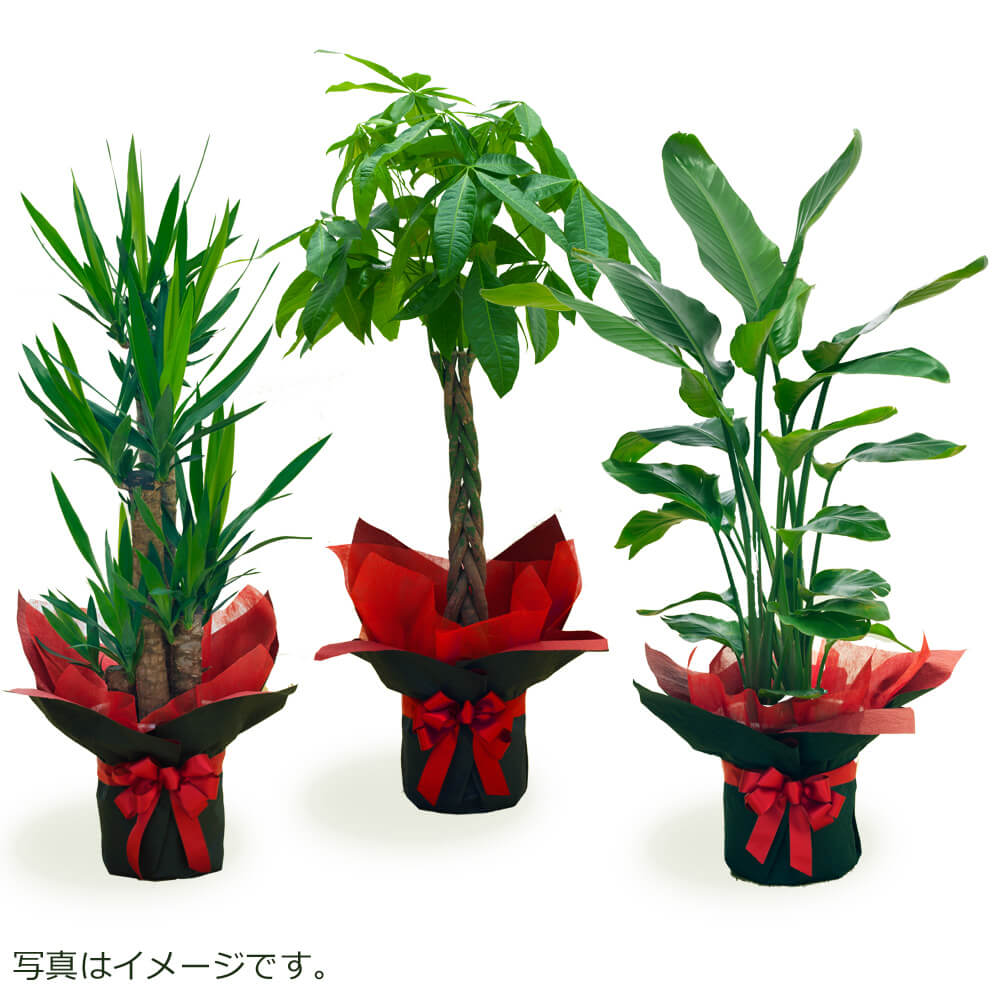 【観葉植物】観葉植物（おまかせ）