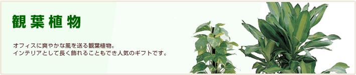 格調の高さから、お祝ごとの贈り物として人気の高い観葉植物・洋蘭。ご予算別にご用意いたします。お急ぎの方には当日配達特急便もご用意しています。