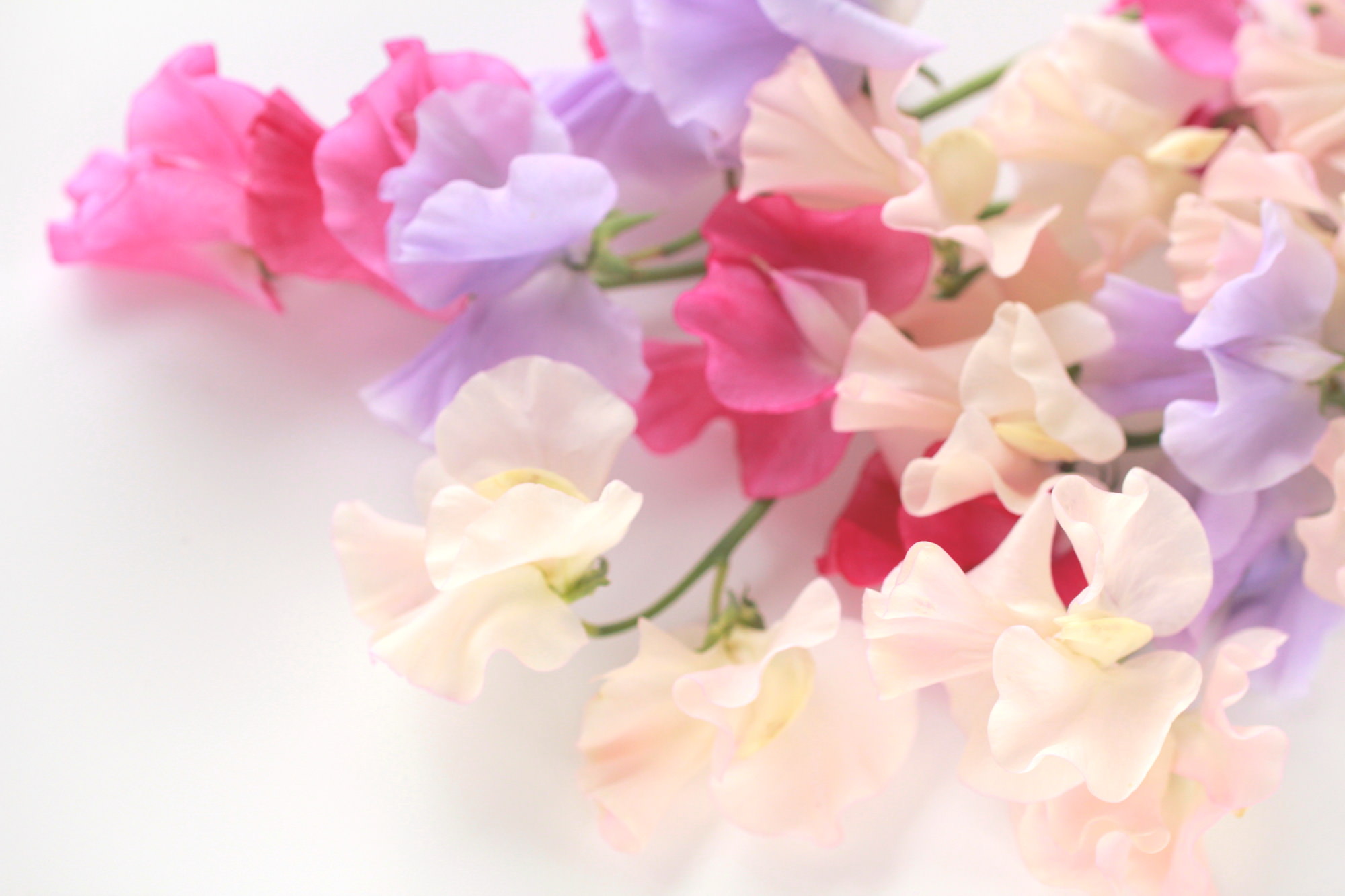 1月の誕生花の花言葉や育て方
