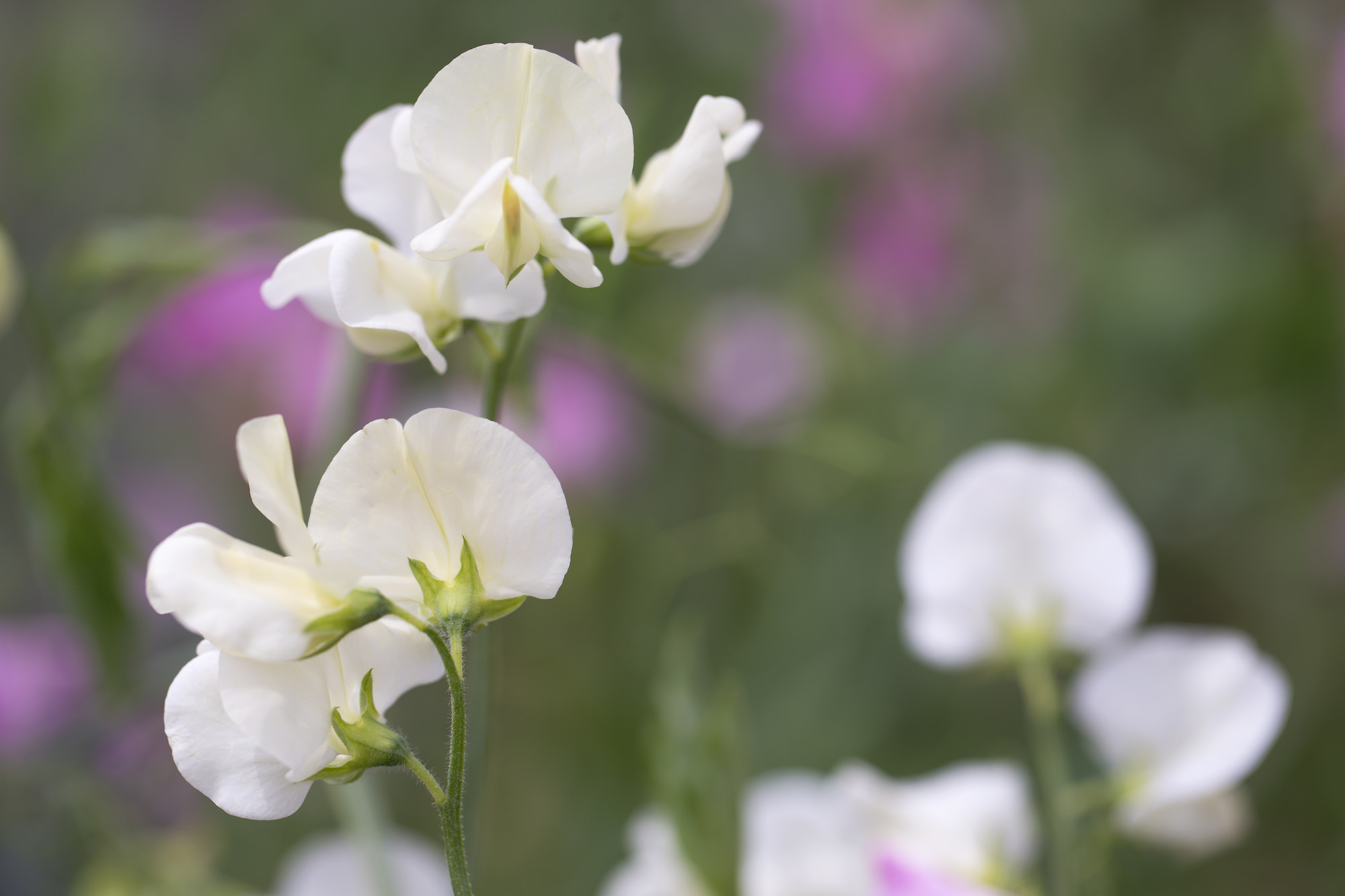式典や舞踏会を彩った、王妃が愛でた花