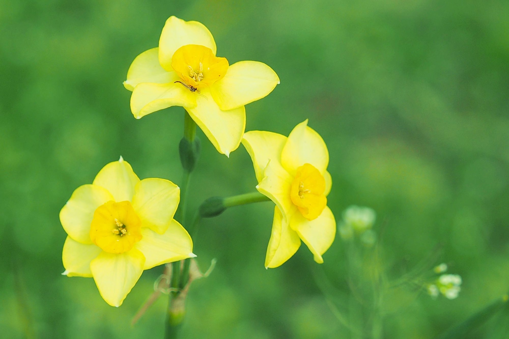 心地よい香りで親しまれている、春の草花