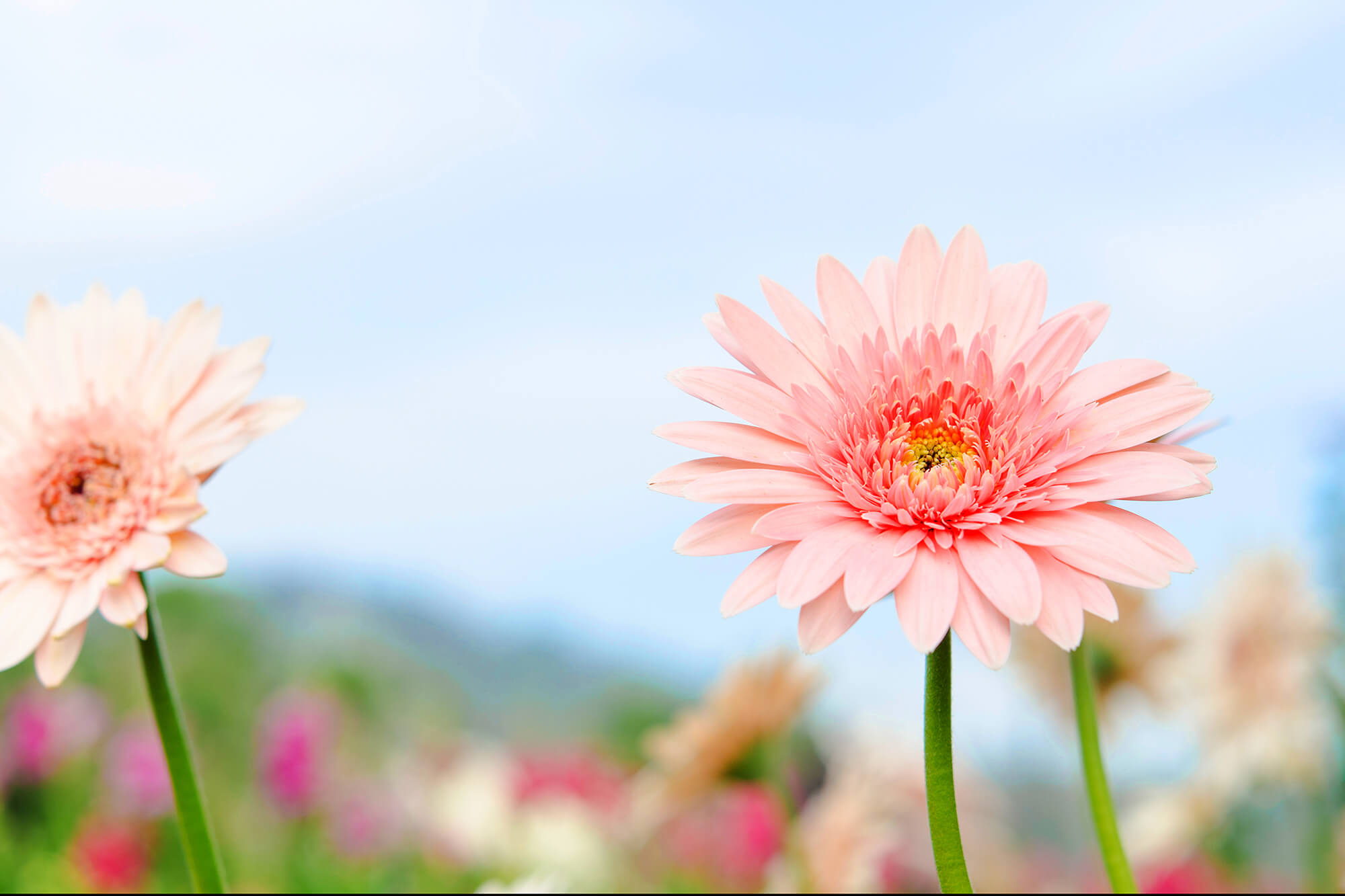3月の誕生花の花言葉や育て方